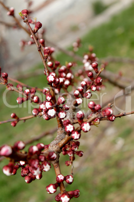 Apricot Flower