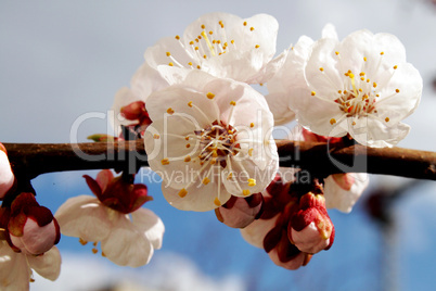 Apricot Flower