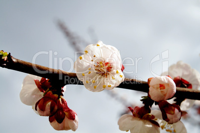 Apricot Flower