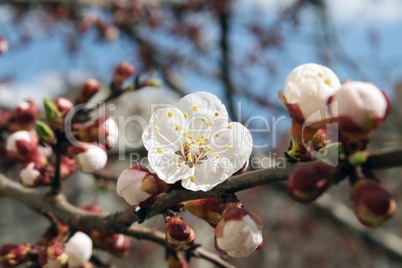 Apricot Flower