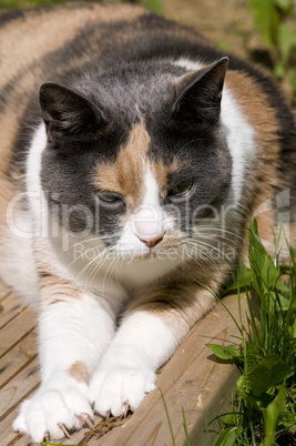 Katze Katze