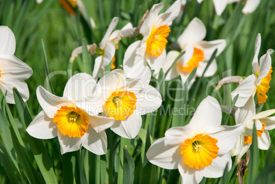 narcissus