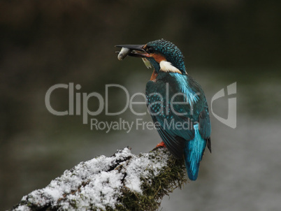 Eisvogel (Alcedo atthis)