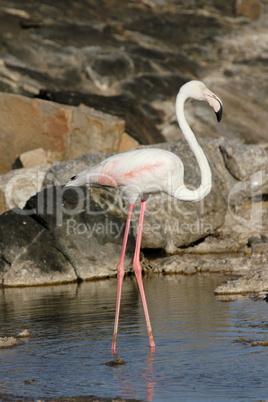 Rosaflamingo (Phoenicopterus ruber)