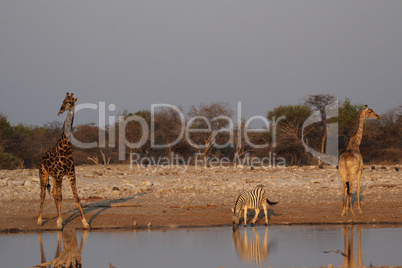 Giraffen und Steppenzebra