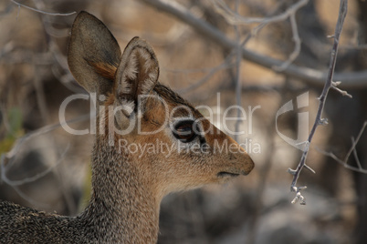 Damara Dik-Dik (Madoqua damarensis)