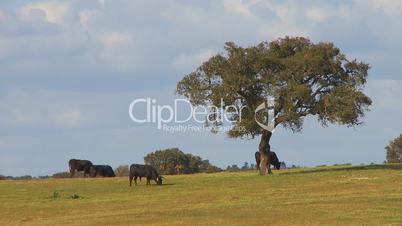 Black bull graze in farm