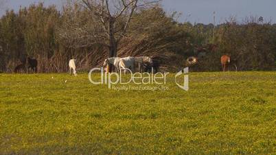 Horses grazing in the farm