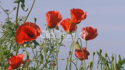 Red poppies in the blue sky