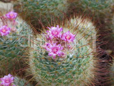 Lila Kakten blüte