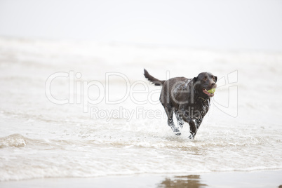 Brown Labrador in the Sea