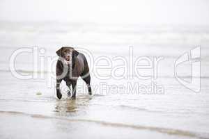 Brown Labrador in the Sea