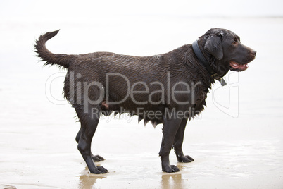 Brown Labrador in the Sea