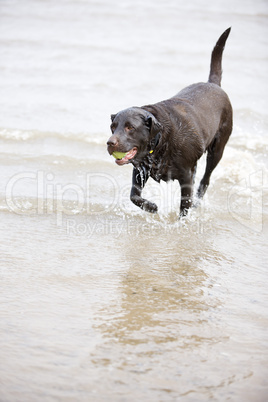Brown Labrador in the Sea