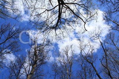 Tree against sky