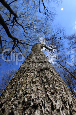 Tree against sky