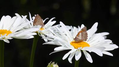 Butterflies on chamomile.