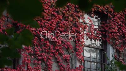 Lovely flowers around window.