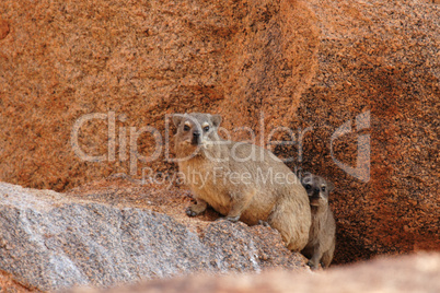 Klippschliefer (Procavia capensis)