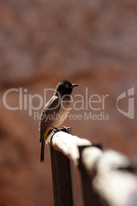 Maskenbülbül (Pycnonotus nigricans)