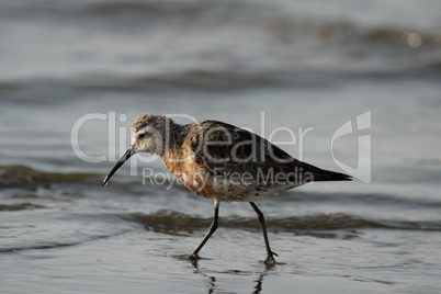 Sichelstrandläufer (Calidris ferruginea)