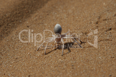 Goldene Radspinne (Carparachne aureoflava)