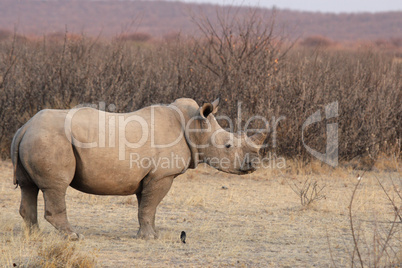 Breitmaulnashorn (Ceratotherium simum)