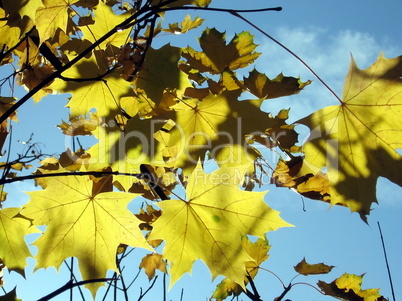 Yellow maple leaves