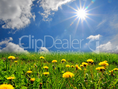 Landschaft Blumen Wiese blauer Himmel