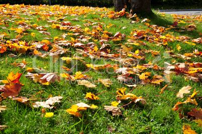 Herbst Blätter