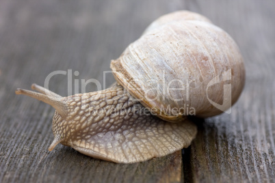 snail