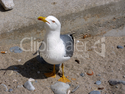 Seagull asking