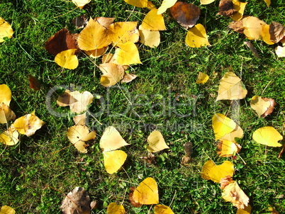 Pappelblätter im Gras