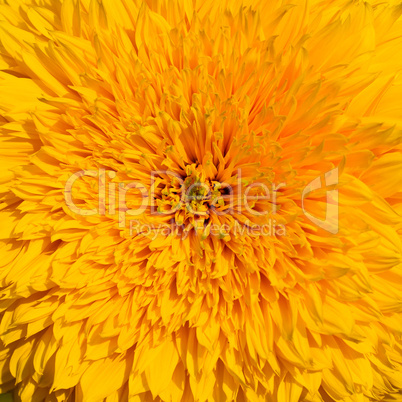 close-up of yellow sunflower