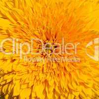 close-up of yellow sunflower