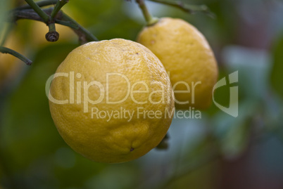 Lemons in the Garden, Italy