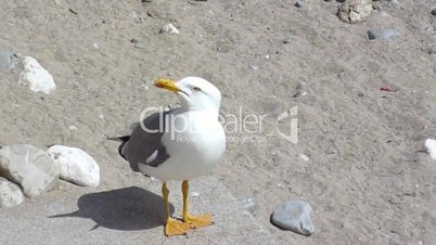 Seagull asking for food