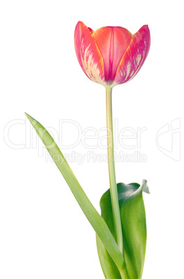 Tulip