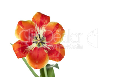 Tulip