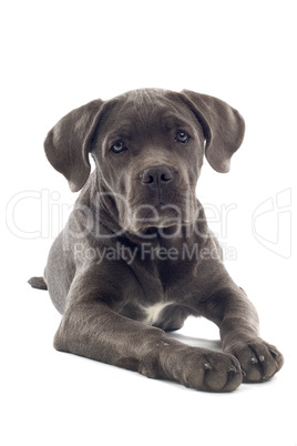 Junger Haushund (Cane Corso)