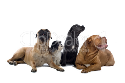 Haushunde  -Gruppe