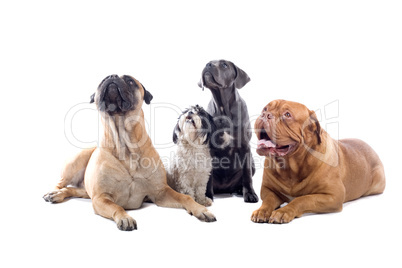 Haushunde- Gruppe