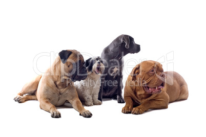 Haushunde- Gruppe