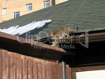 Cat on roof