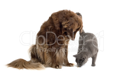 Hund und Katze