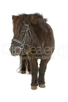 Shetlandpony