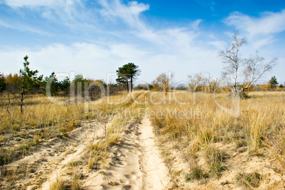 dirt road in the forest