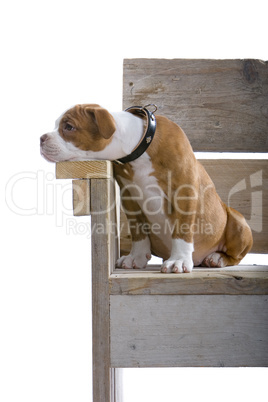 Staffordshire Terrier Jungtier