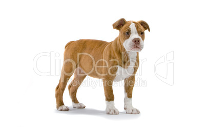 Staffordshire Terrier Jungtier