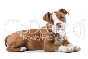 Staffordshire Terrier Jungtier